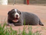 BORDER COLLIE 1474